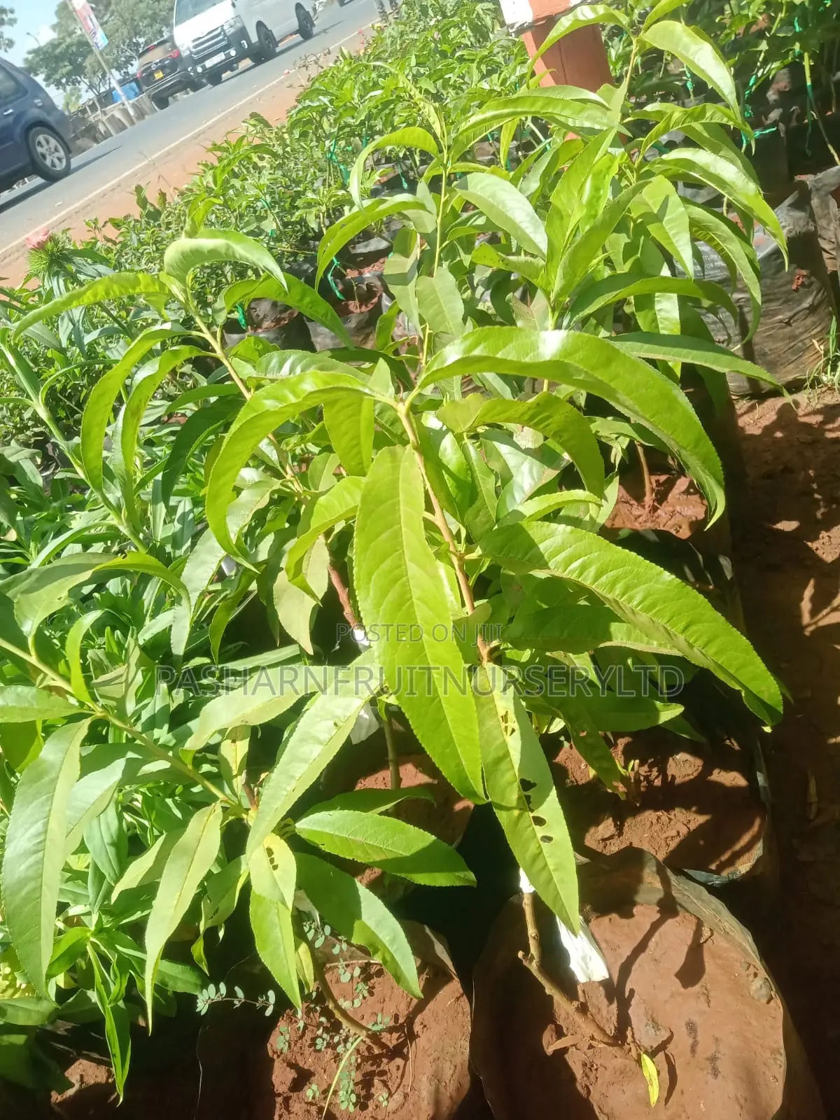 Nectarine Fruit Seedlings