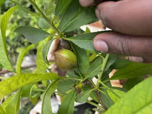 Nectarine Fruit Seedlings