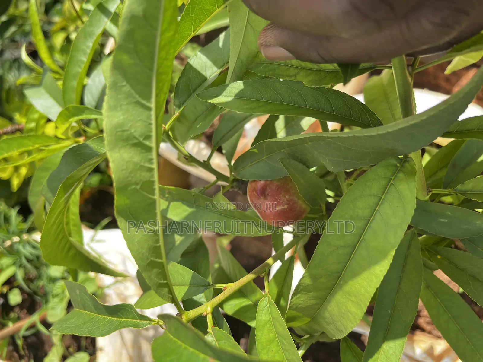 Nectarine Fruit Seedlings