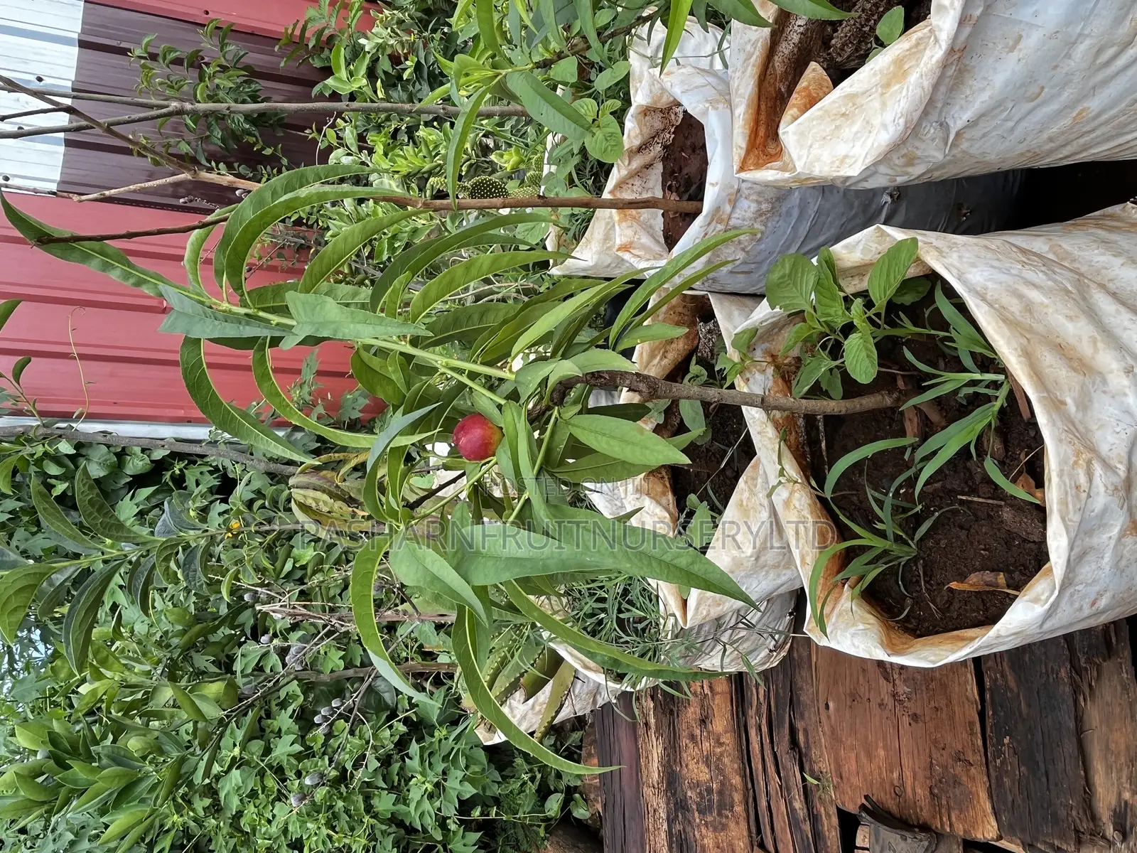 Nectarine Fruit Seedlings