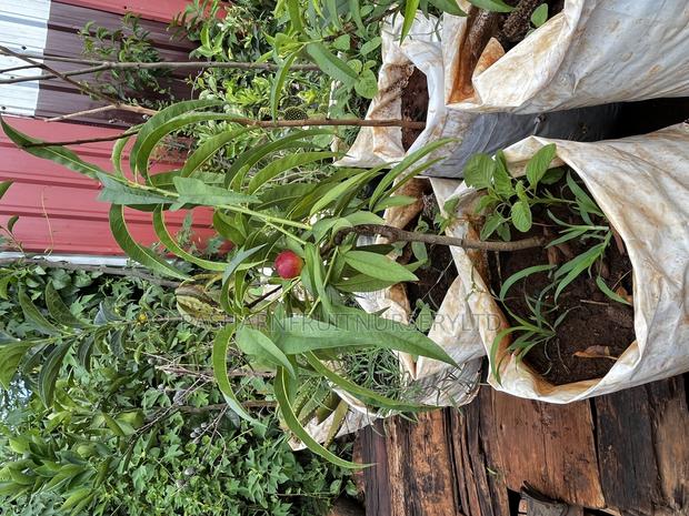 Nectarine Fruit Seedlings - thumbnail 9