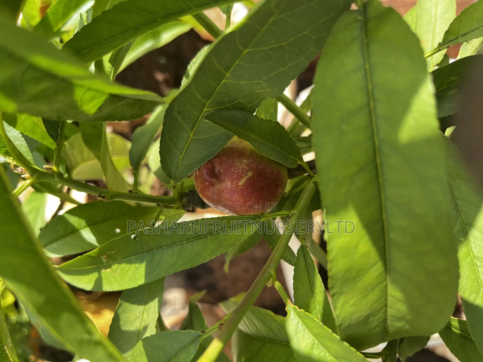 Nectarine Fruit Seedlings