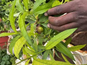 Nectarine Fruit Seedlings