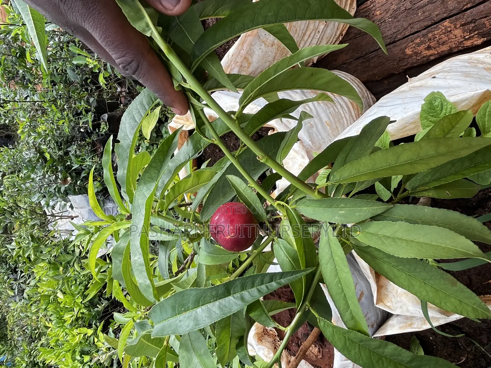 Nectarine Fruit Seedlings