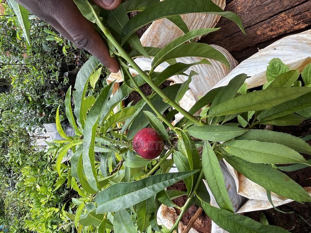 Nectarine Fruit Seedlings - thumbnail 8