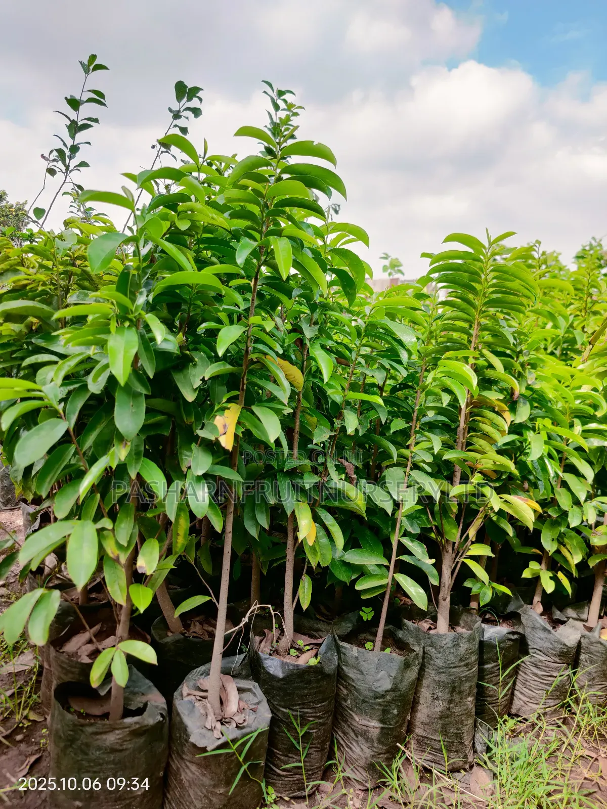 Soursop Seedlings