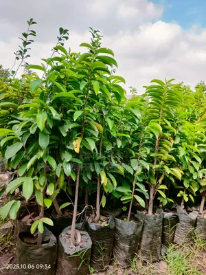 Soursop Seedlings