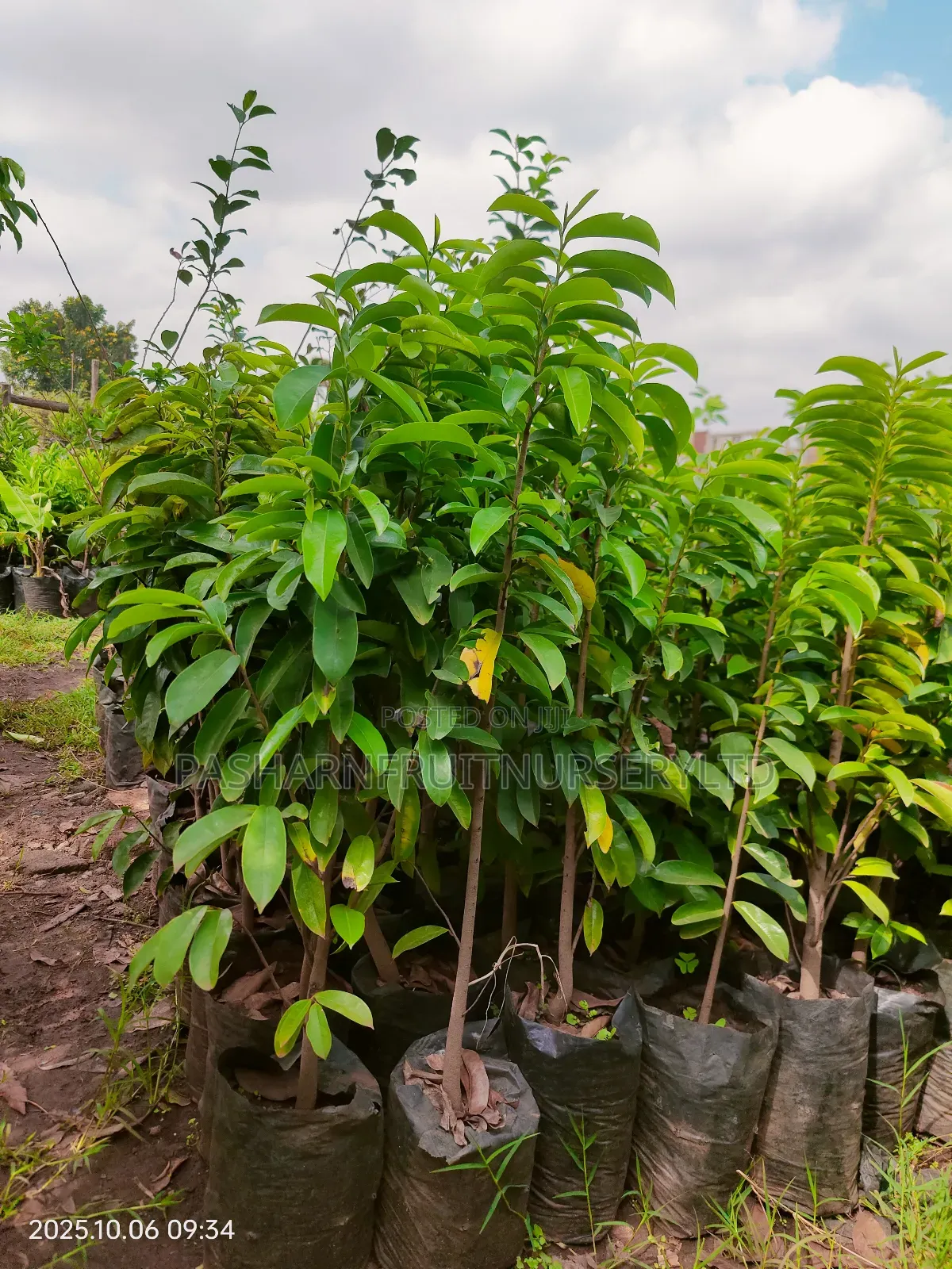 Soursop Seedlings