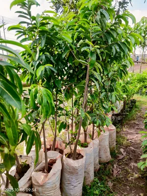 Soursop Seedlings