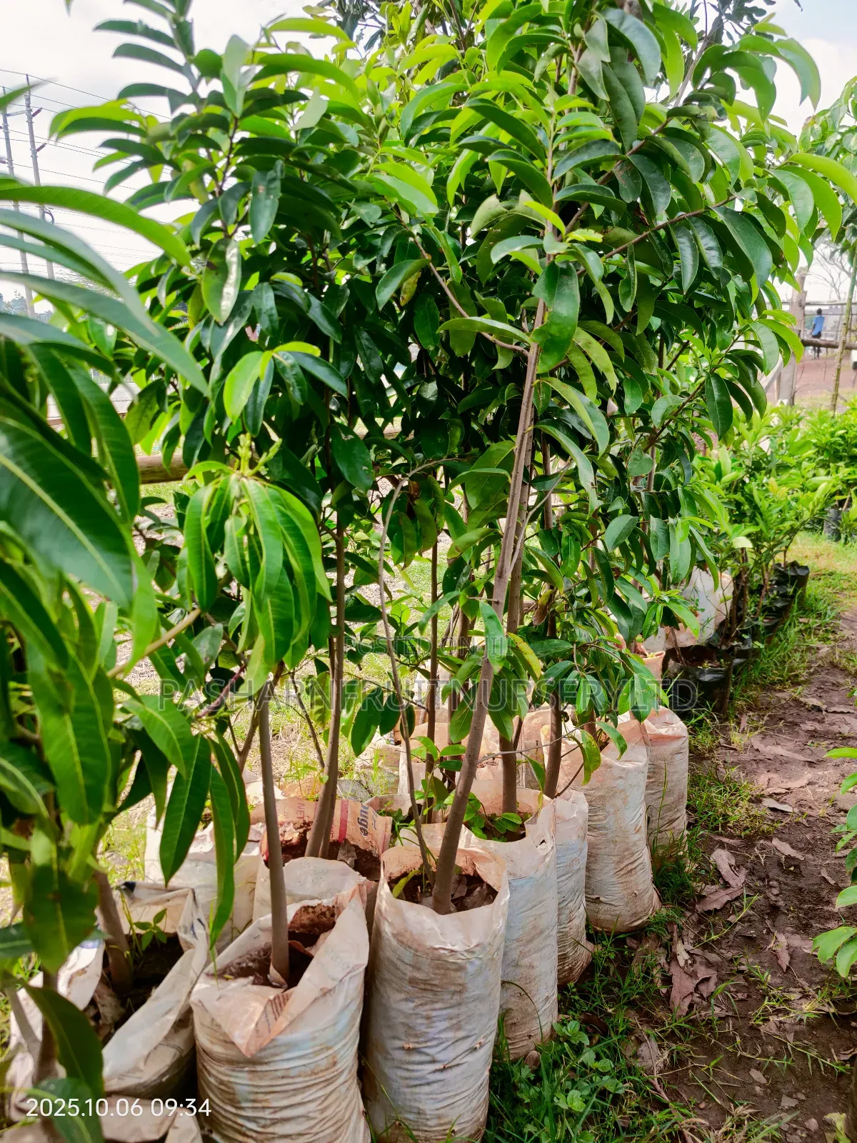 Soursop Seedlings