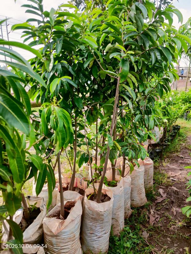 Soursop Seedlings - thumbnail 4