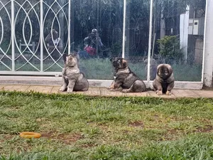 1-3 months Female Purebred Caucasian Shepherd