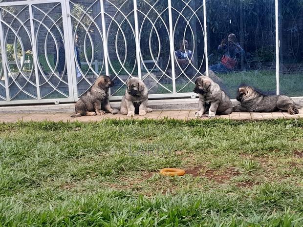 1-3 months Female Purebred Caucasian Shepherd