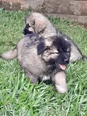 1-3 months Female Purebred Caucasian Shepherd