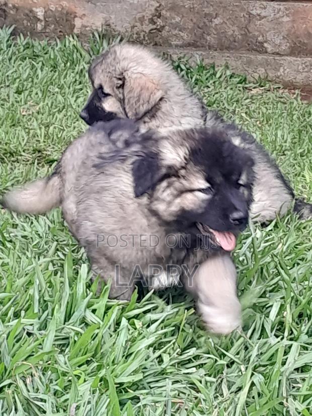 1-3 months Female Purebred Caucasian Shepherd