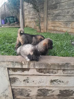 1-3 months Female Purebred Caucasian Shepherd
