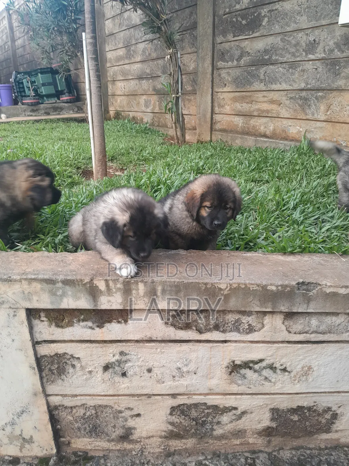 1-3 months Female Purebred Caucasian Shepherd