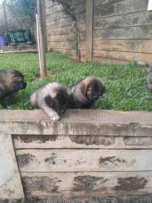 1-3 months Female Purebred Caucasian Shepherd