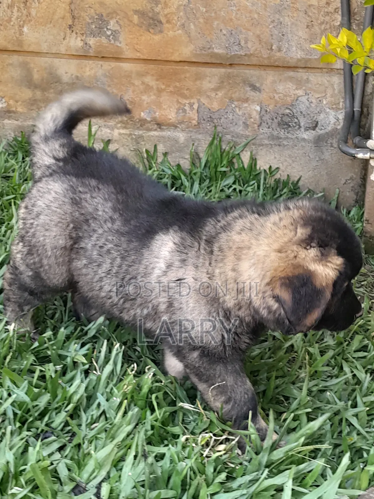 1-3 months Female Purebred Caucasian Shepherd