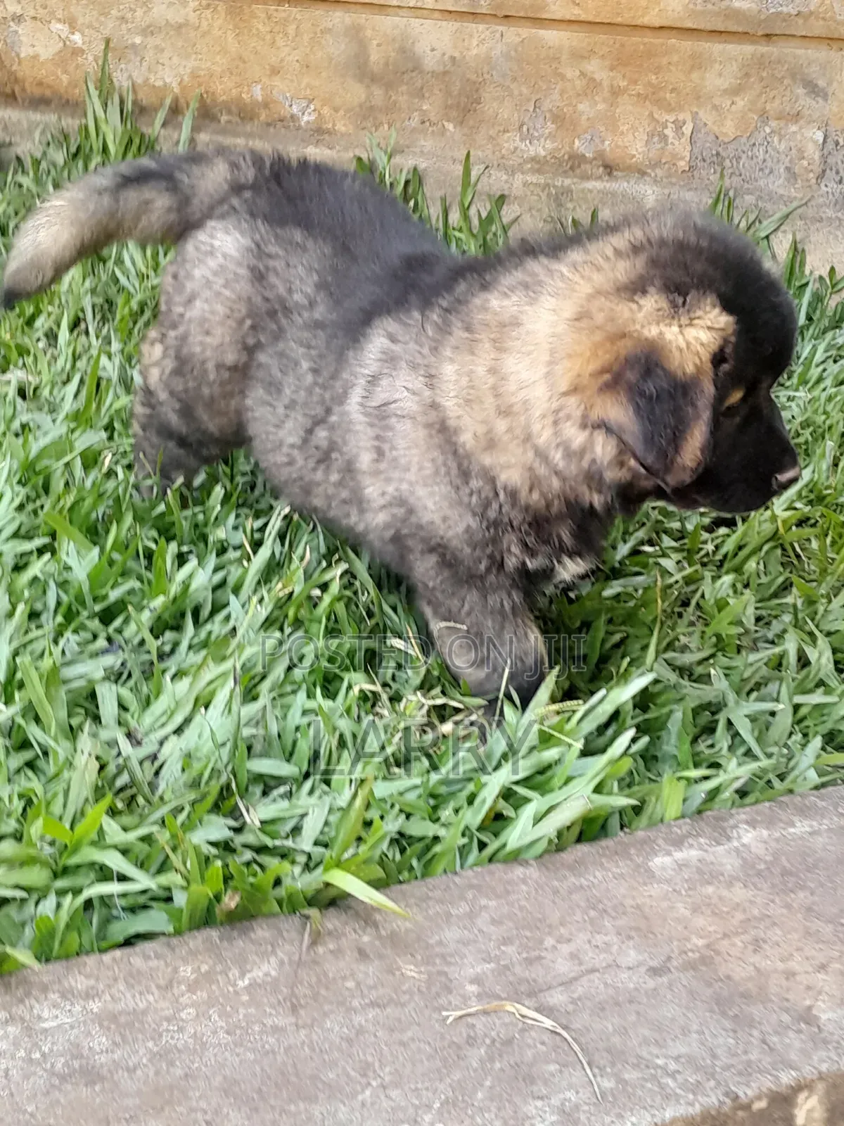 1-3 months Female Purebred Caucasian Shepherd