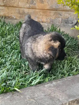 1-3 months Female Purebred Caucasian Shepherd