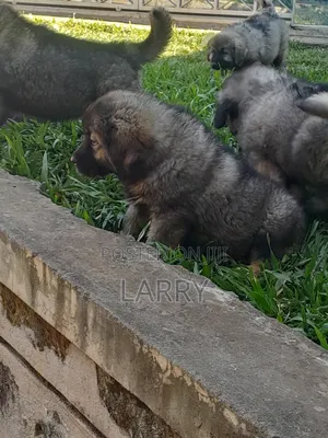 1-3 months Female Purebred Caucasian Shepherd
