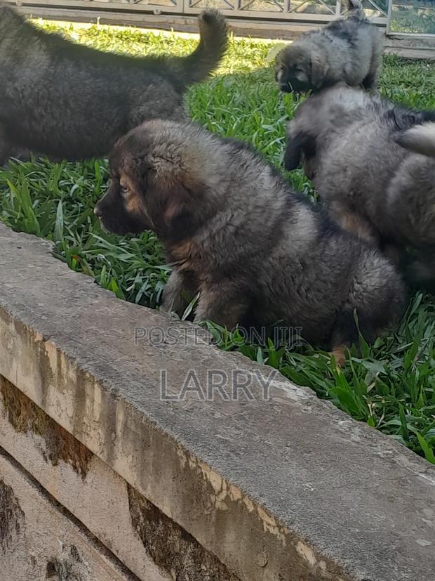 1-3 months Female Purebred Caucasian Shepherd - thumbnail 5