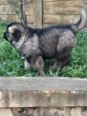 1-3 months Female Purebred Caucasian Shepherd
