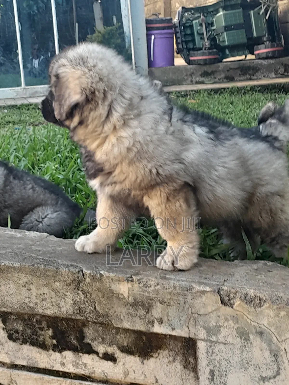 1-3 months Female Purebred Caucasian Shepherd