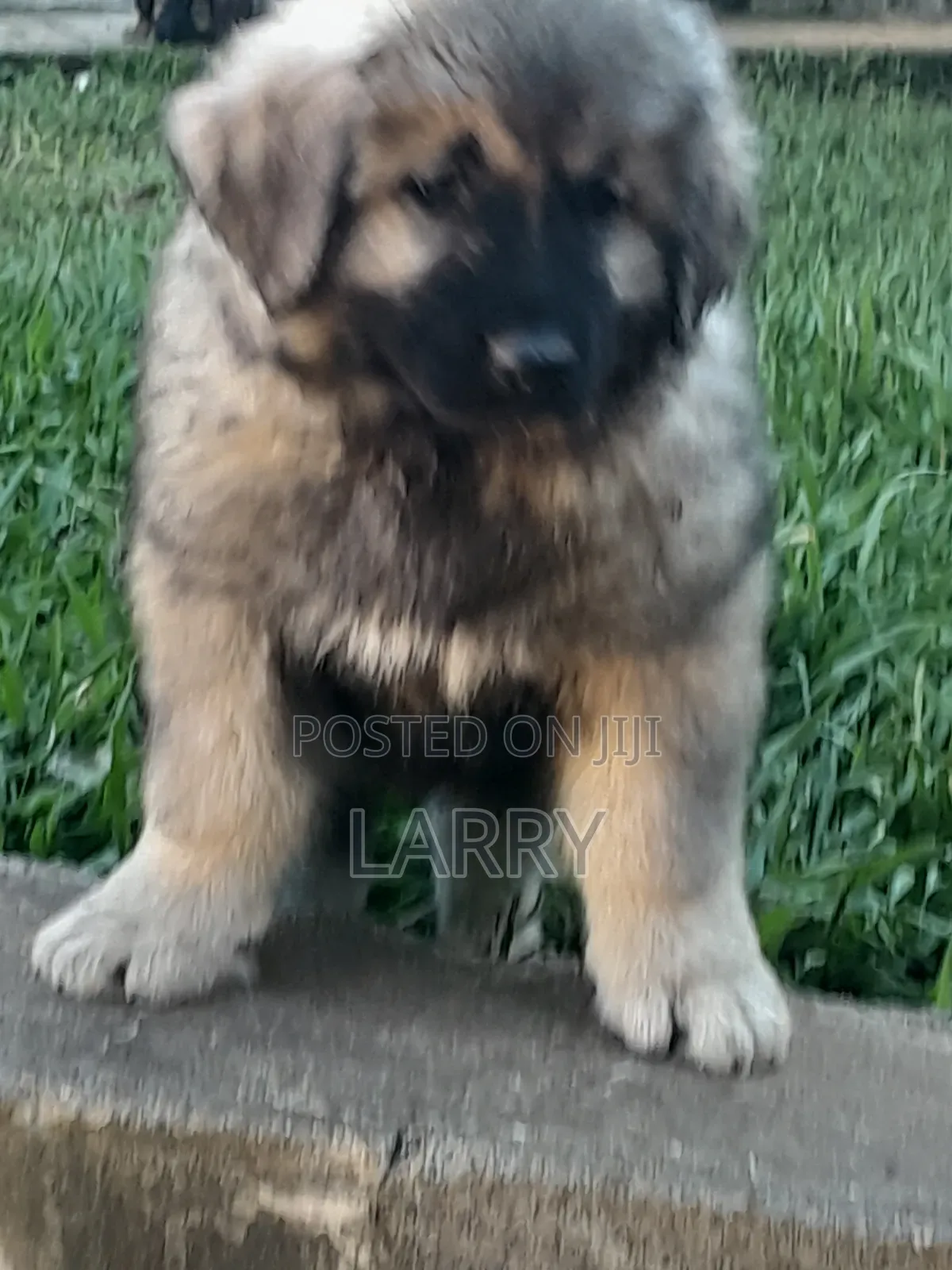1-3 months Female Purebred Caucasian Shepherd
