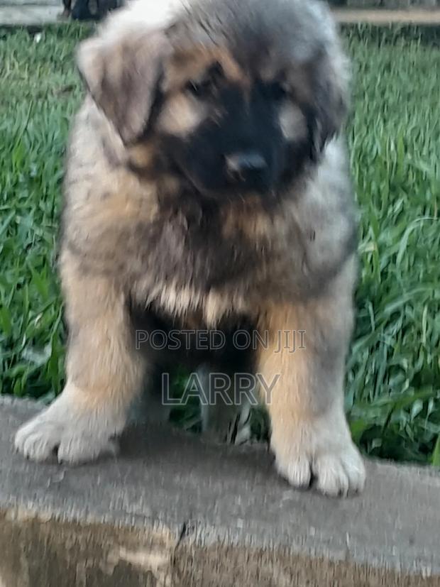 1-3 months Female Purebred Caucasian Shepherd