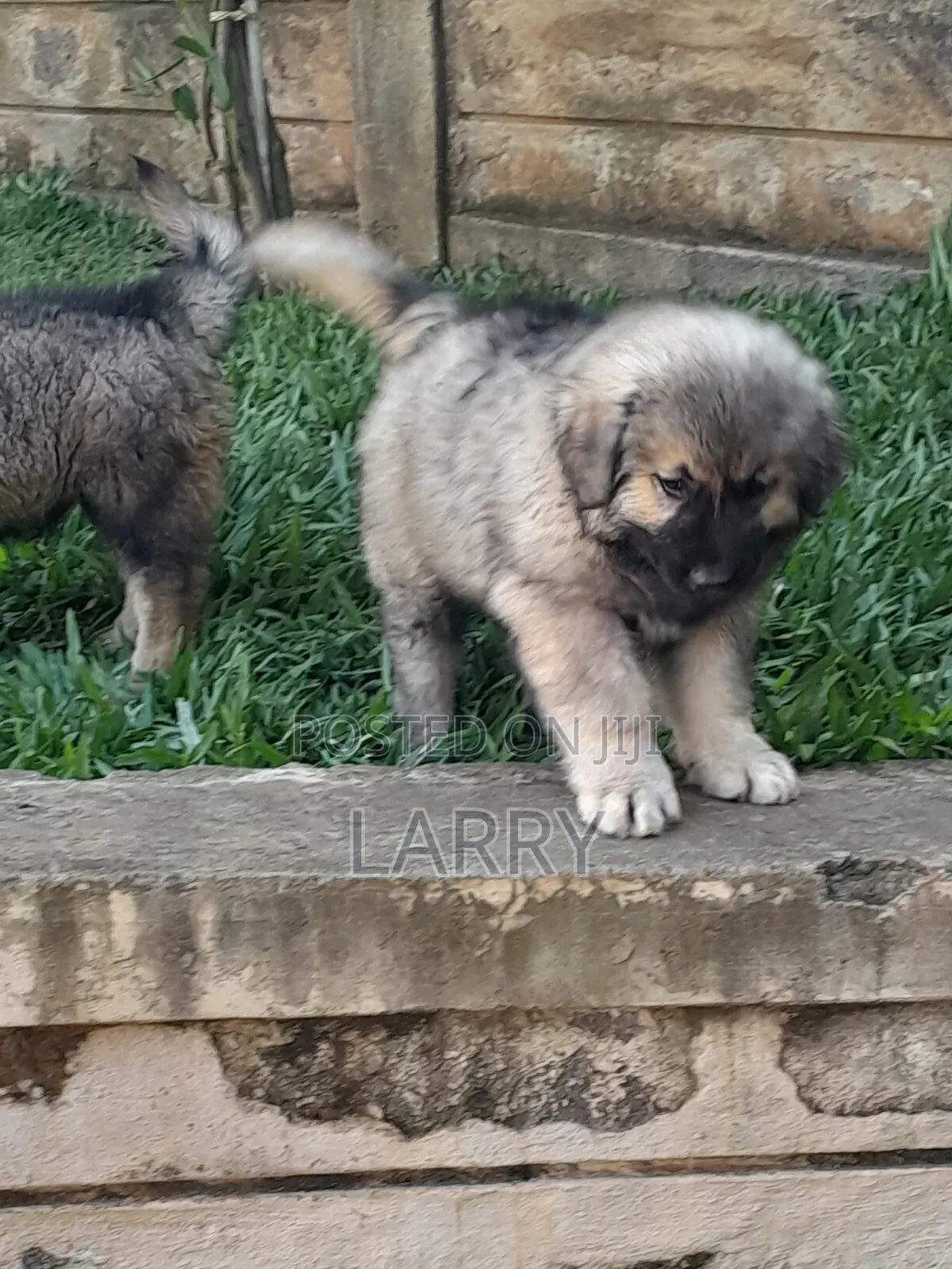 1-3 months Female Purebred Caucasian Shepherd