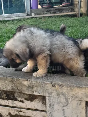 1-3 months Female Purebred Caucasian Shepherd