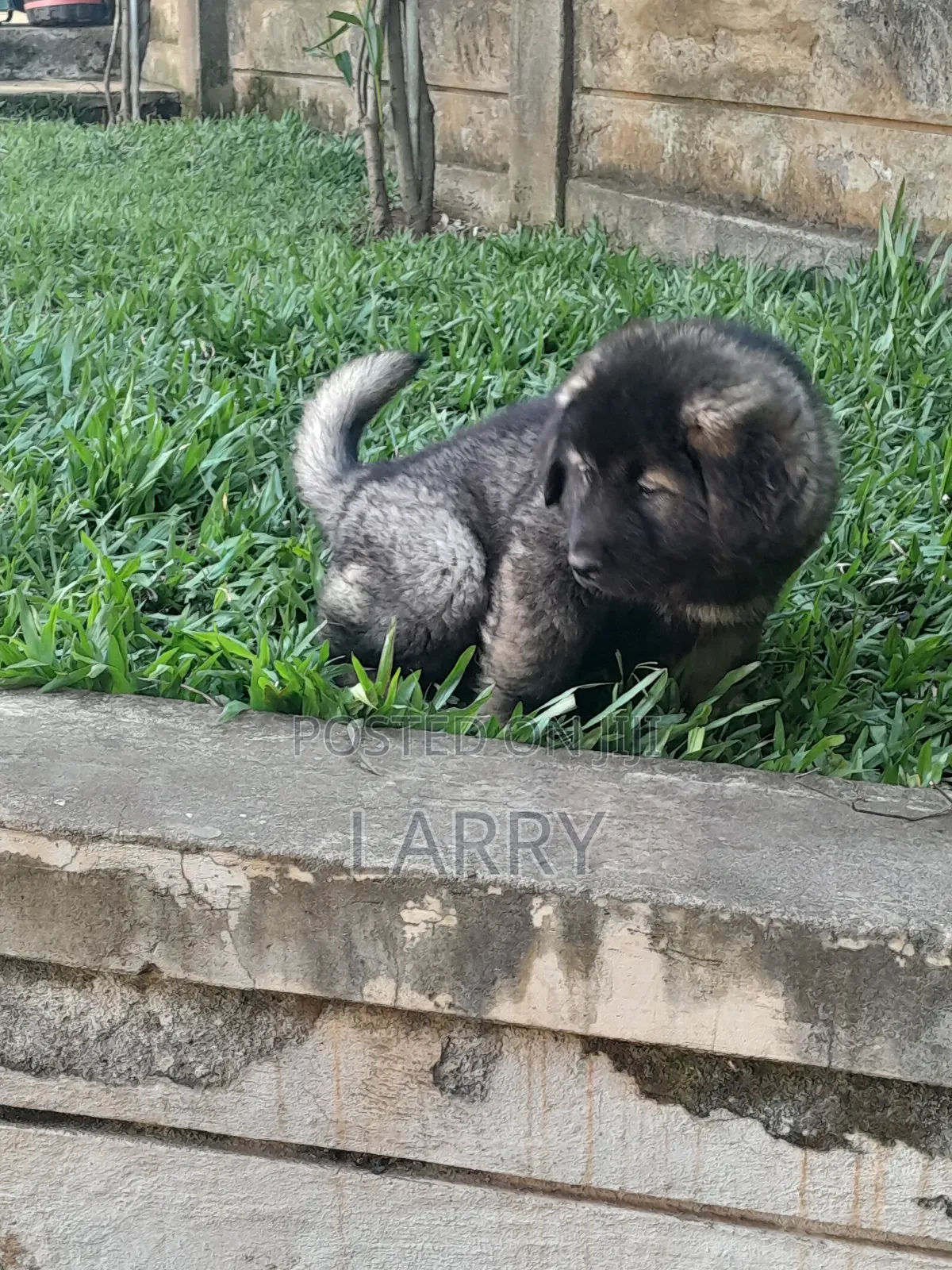 1-3 months Female Purebred Caucasian Shepherd