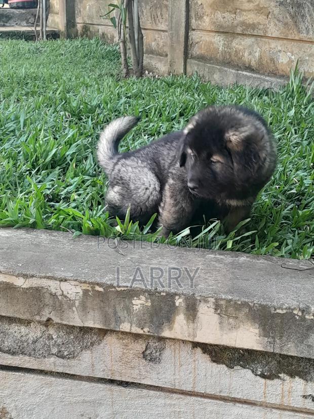 1-3 months Female Purebred Caucasian Shepherd - thumbnail 5