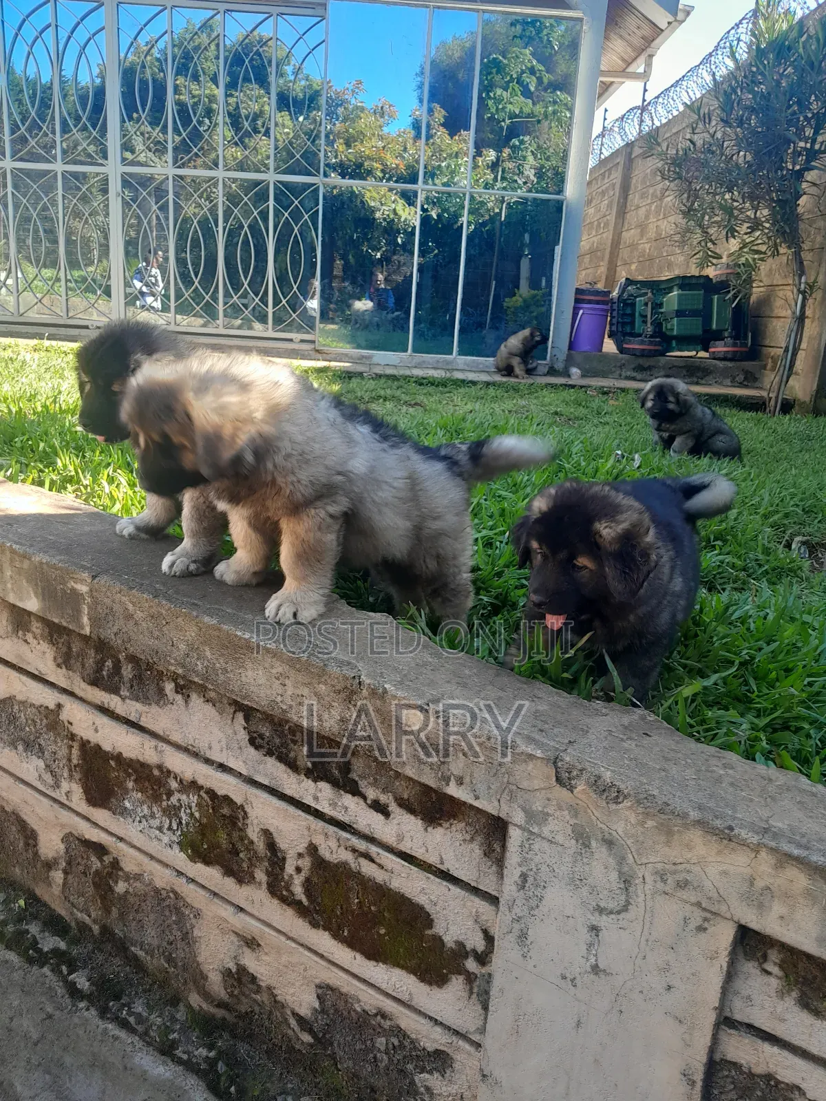 1-3 months Female Purebred Caucasian Shepherd