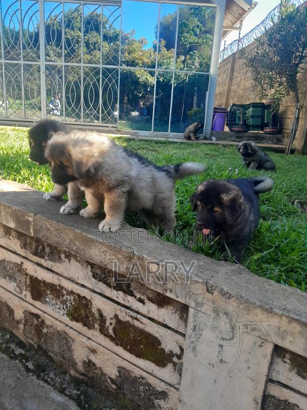 1-3 months Female Purebred Caucasian Shepherd - thumbnail 6
