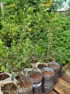 Cherry Guava Seedlings - main view