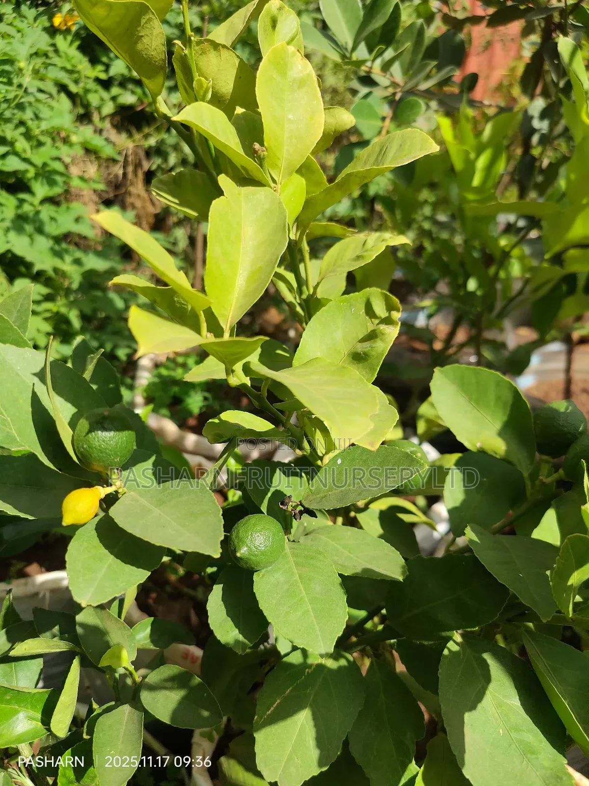 Mayer Lemon Seedlings