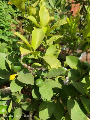 Mayer Lemon Seedlings - main view