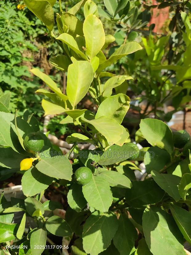 Mayer Lemon Seedlings
