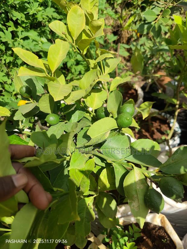 Mayer Lemon Seedlings - thumbnail 2