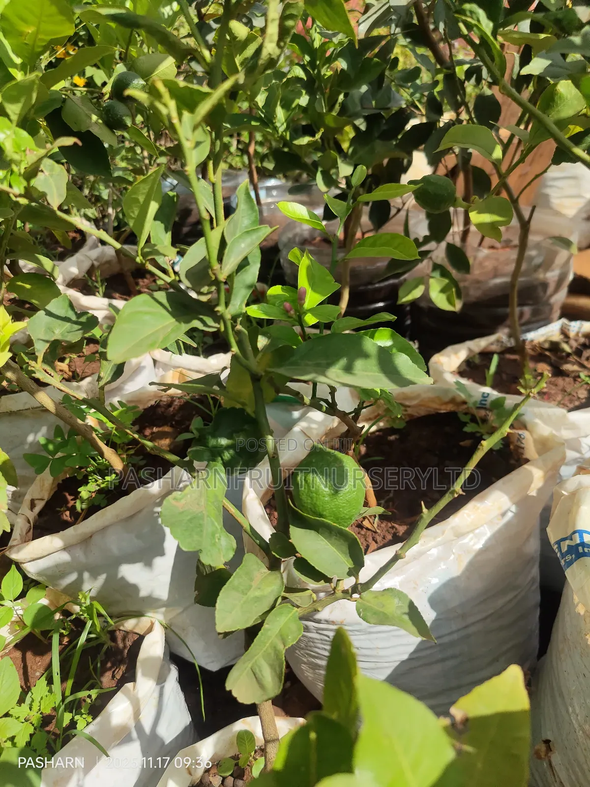 Mayer Lemon Seedlings