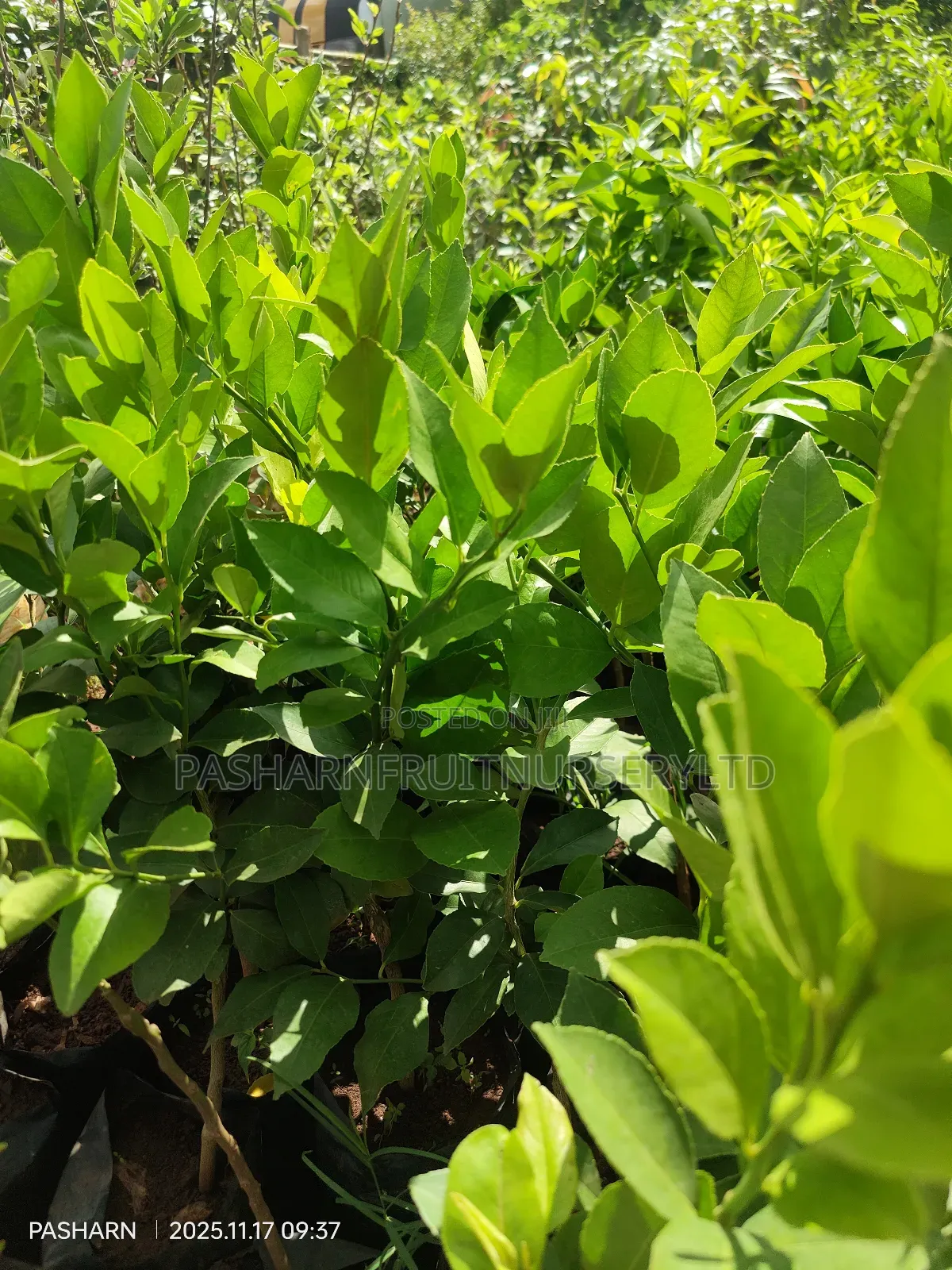Mayer Lemon Seedlings