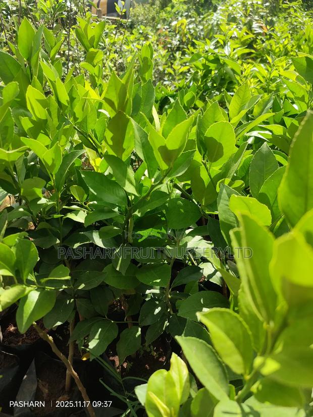 Mayer Lemon Seedlings - thumbnail 4