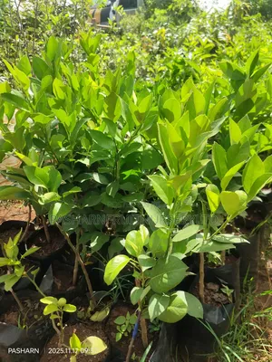 Mayer Lemon Seedlings