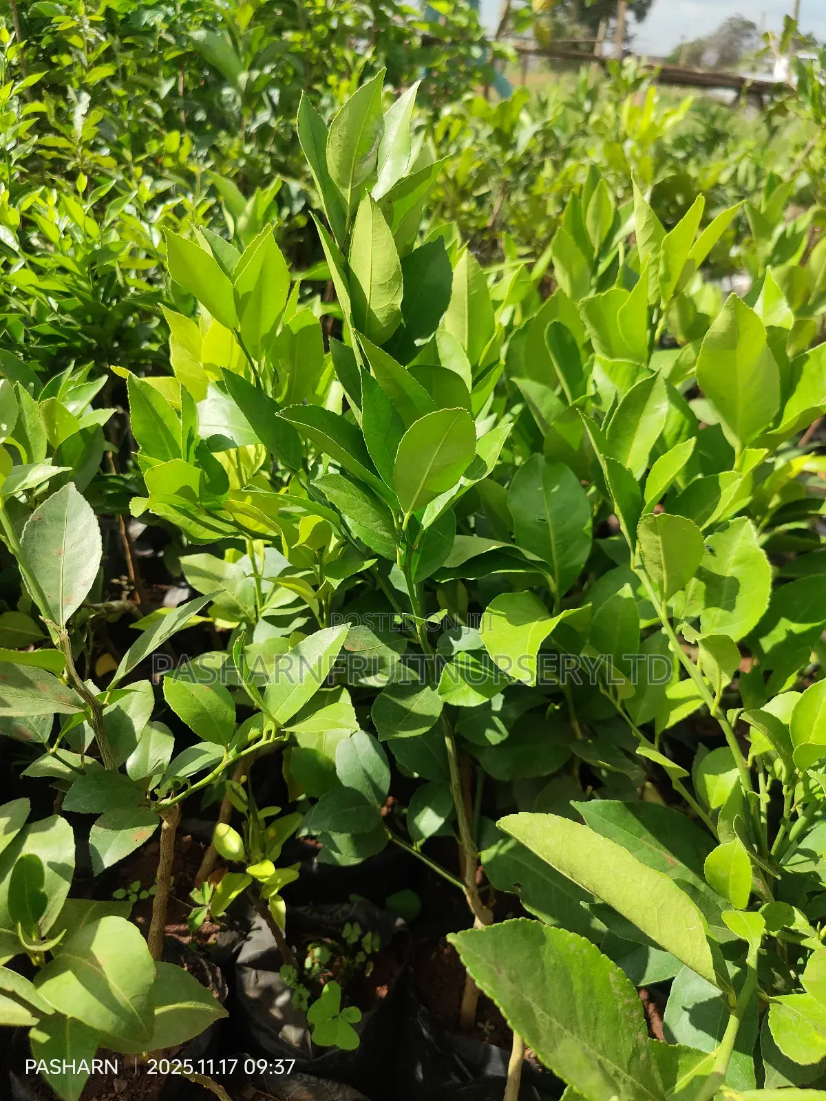 Mayer Lemon Seedlings