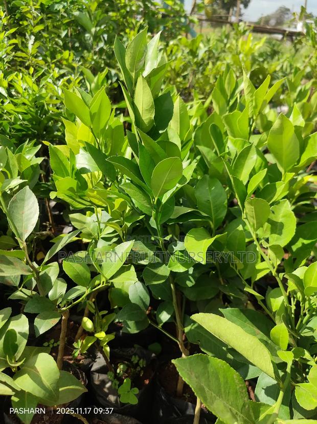 Mayer Lemon Seedlings - thumbnail 6
