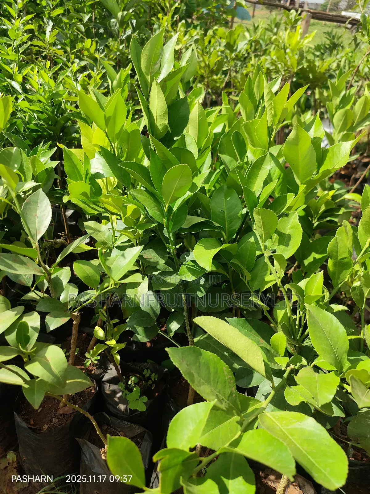 Mayer Lemon Seedlings