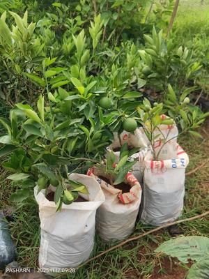 Orange Seedlings - main view